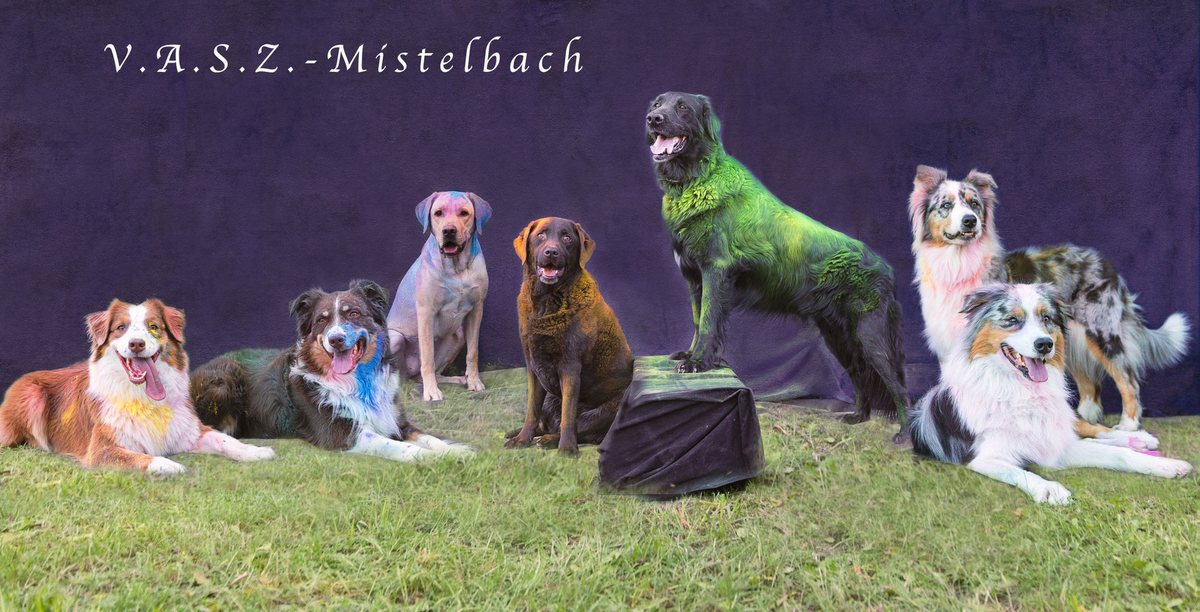 Hunde des V.A.S.Z. Mistelbach auf der Vereinswiese
